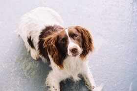 Zac, a lovable Springer Spaniel