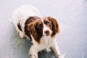 Zac, a lovable Springer Spaniel Zac, a lovable Springer Spaniel