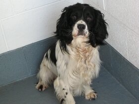 Tyson, a very playful Springer Spaniel