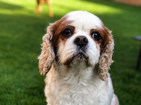 Skipper, an adorable King Charles Cavalier Spaniel Skipper, an adorable King Charles Cavalier Spaniel